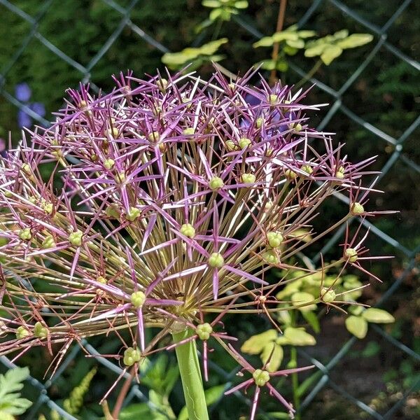 Allium cristophii Λουλούδι