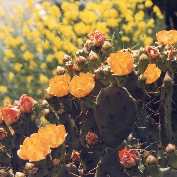 Opuntia ficus-indica Flower