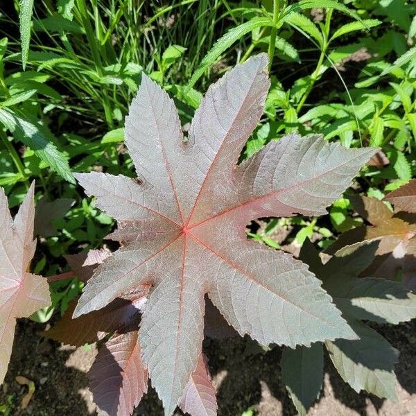 Ricinus communis Fulla