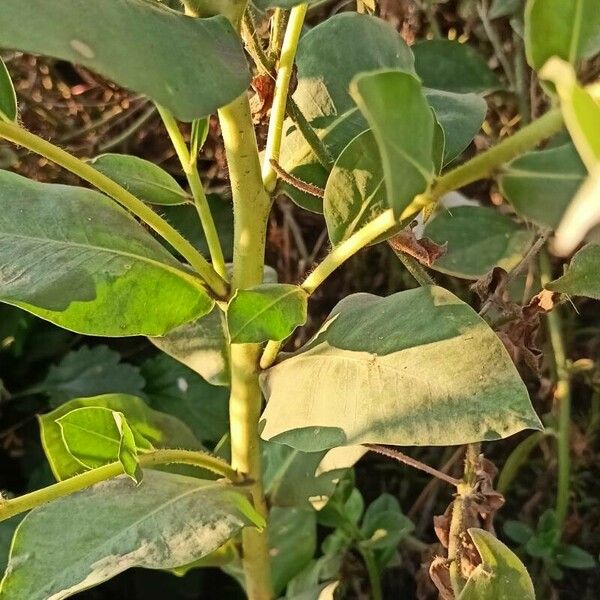 Euphorbia marginata Yaprak