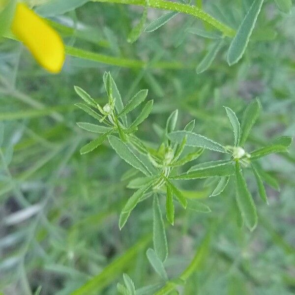 Cytisus fontanesii Leaf