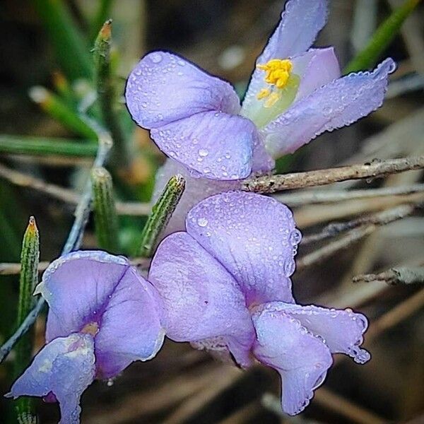 Erinacea anthyllis Flower