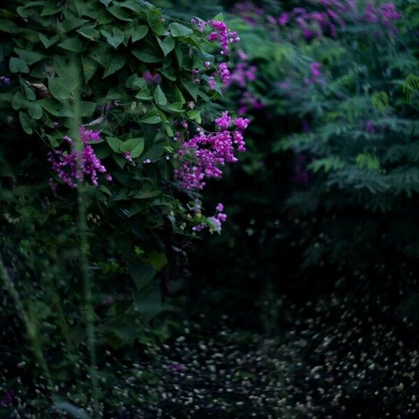 Antigonon leptopus Habit