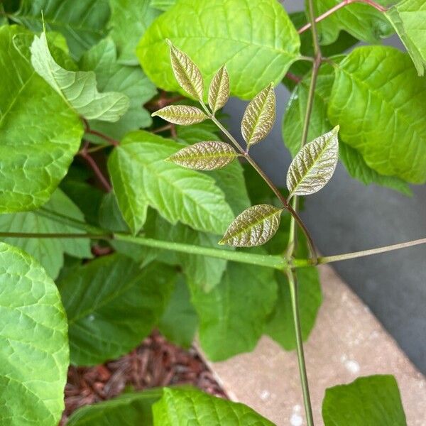 Fraxinus americana Blad