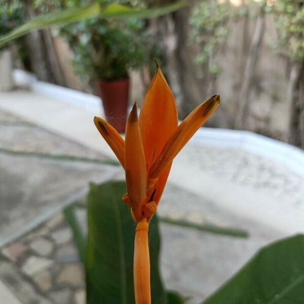 Heliconia psittacorum Flor