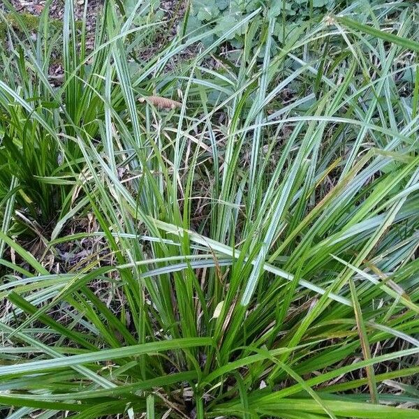 Carex pseudocyperus Diğer
