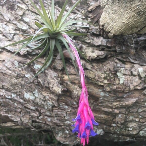 Tillandsia stricta 花