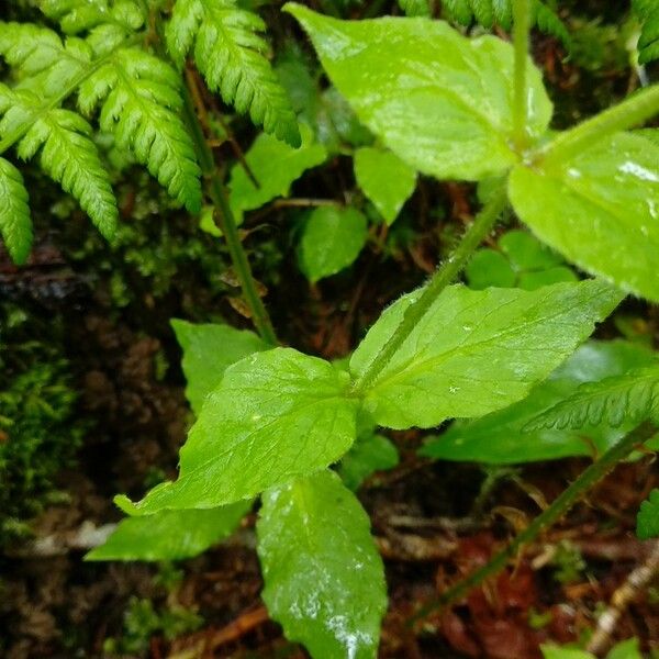 Stellaria nemorum Leaf