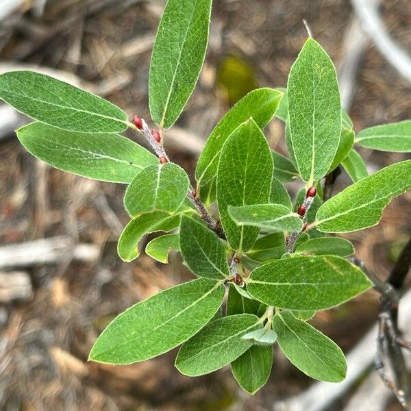 Salix glauca Liść