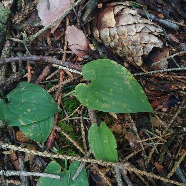 Maianthemum canadense Yaprak