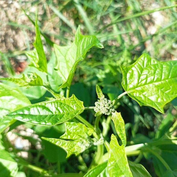 Chenopodiastrum hybridum Blomma