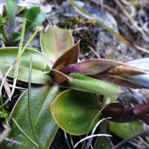 Gentiana clusii Fuelha