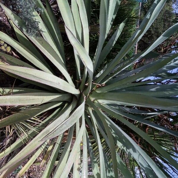 Agave sisalana Blatt