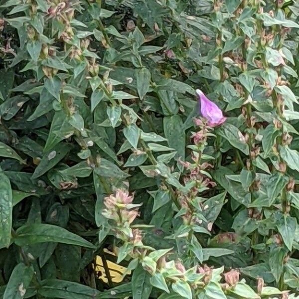 Physostegia virginiana Leaf