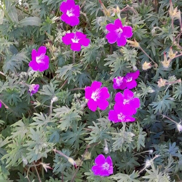 Geranium sanguineum Vekstform