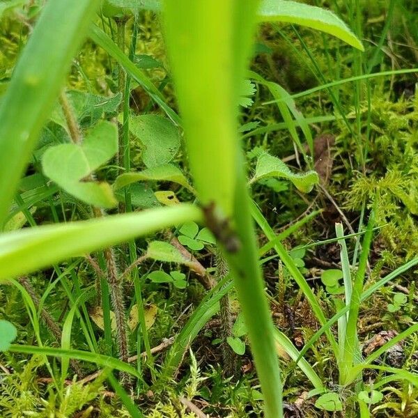 Gymnadenia conopsea Blad