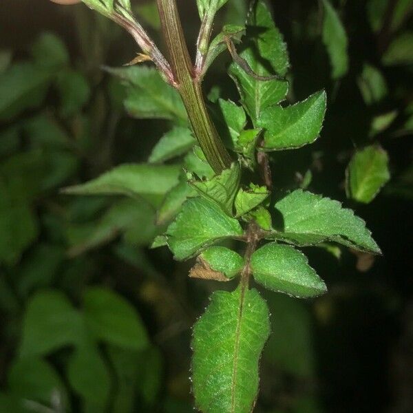 Bidens alba Leaf