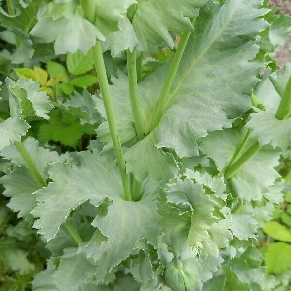 Papaver somniferum Blatt