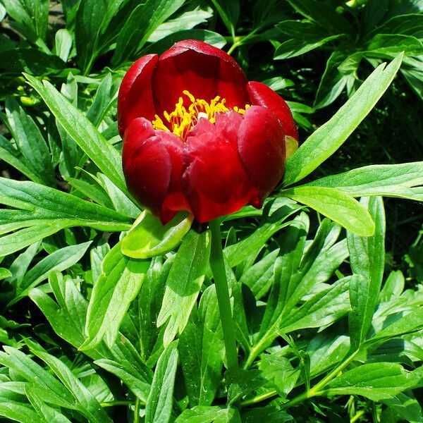 Paeonia peregrina Blomst