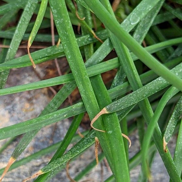 Bulbine asphodeloides Leaf