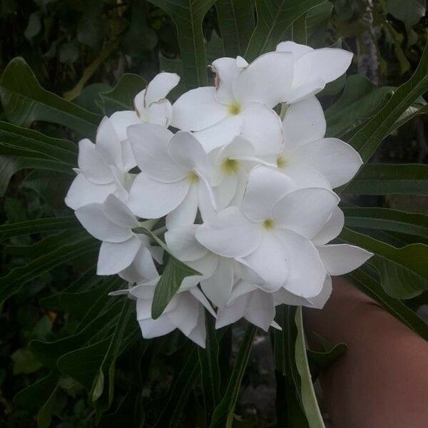 Plumeria pudica 花