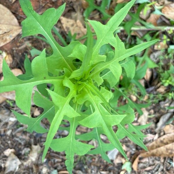 Lactuca canadensis 叶