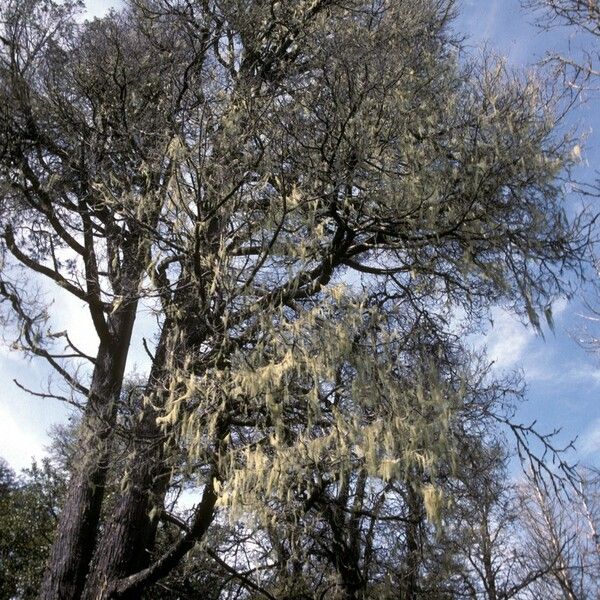 Nothofagus antarctica অভ্যাস