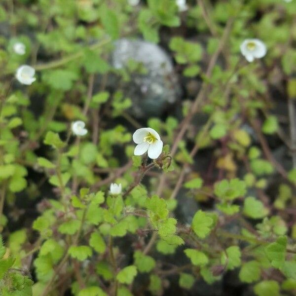 Veronica cymbalaria Flor