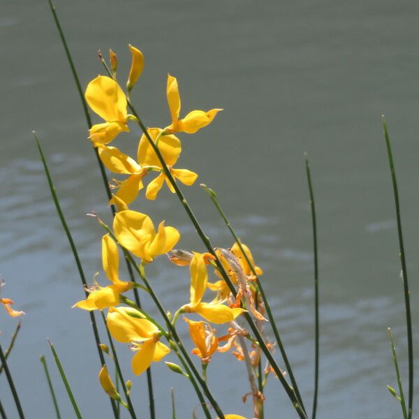 Spartium junceum Flower