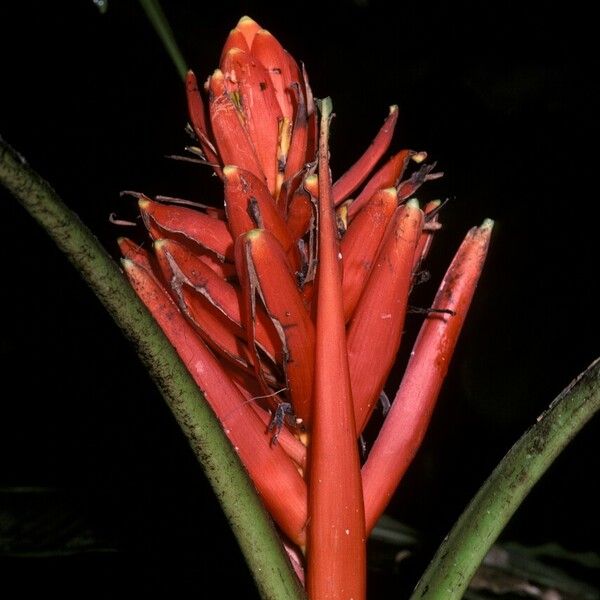 Musa coccinea Õis