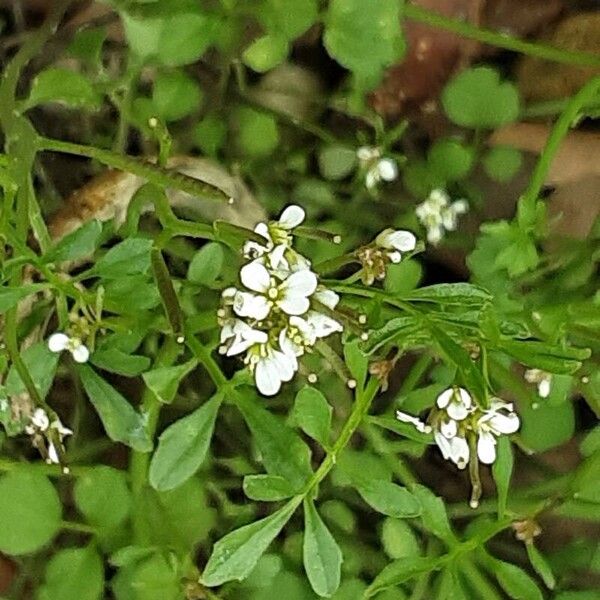 Cardamine flexuosa Цветок