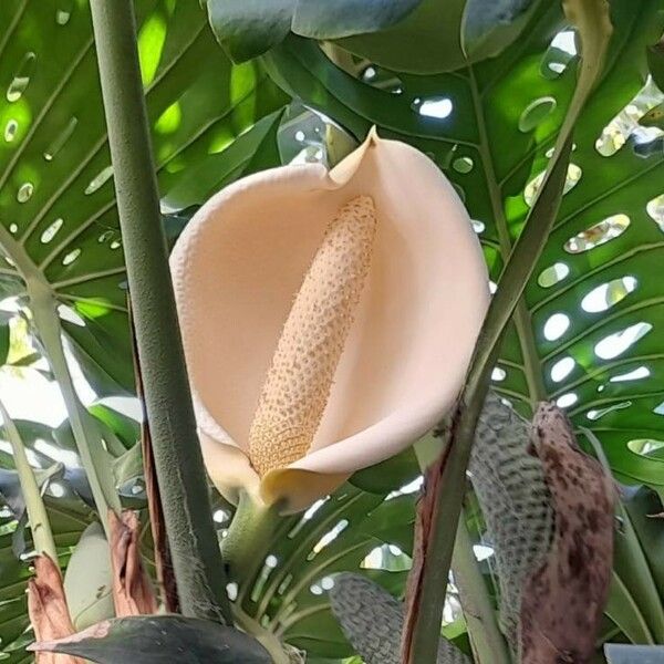 Monstera deliciosa Flors