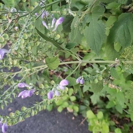 Scutellaria incana Flor