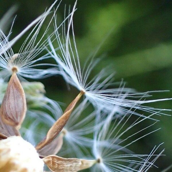 Lactuca plumieri 果実