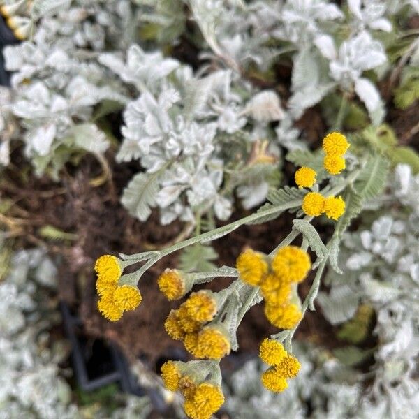 Tanacetum haradjanii Blüte