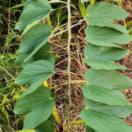 Bauhinia variegata Feuille