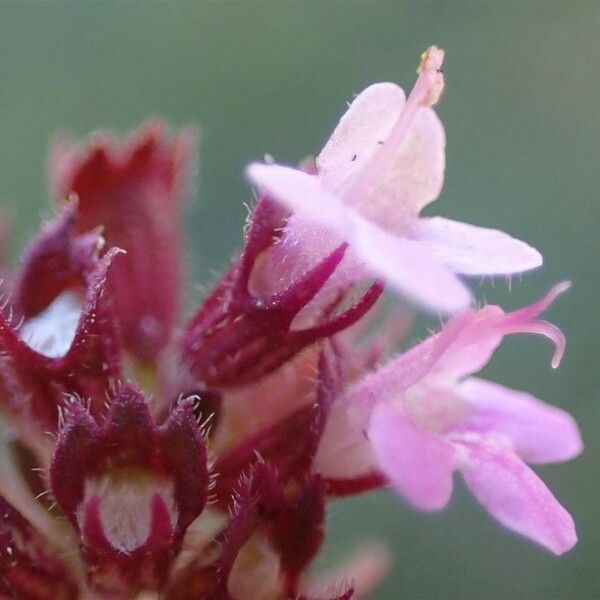 Thymus pulegioides Flower