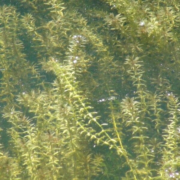 Hydrilla verticillata Folio