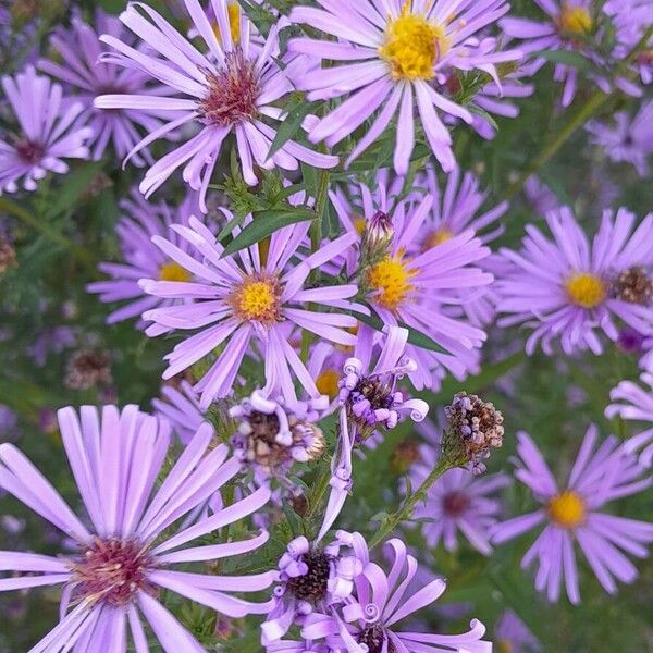 Symphyotrichum dumosum Λουλούδι