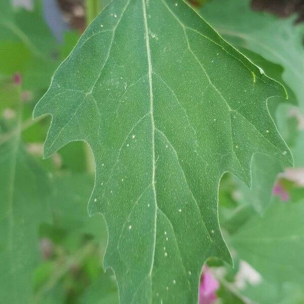 Chenopodium giganteum Folha