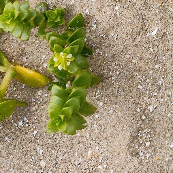 Honckenya peploides Blomma