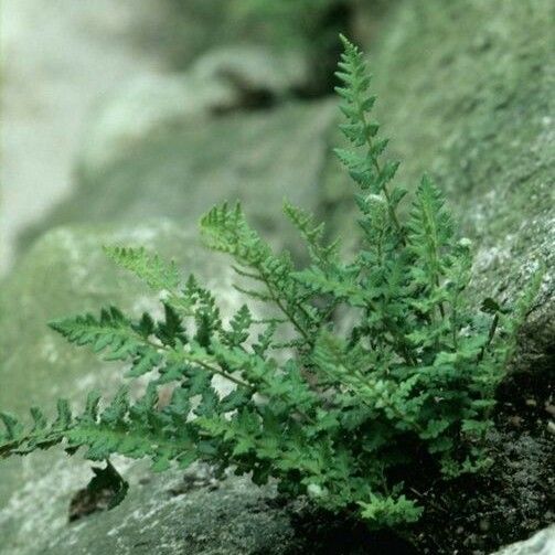 Woodsia ilvensis Alkat (teljes növény)