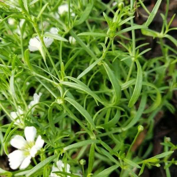 Gypsophila muralis 葉