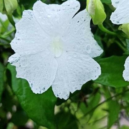 Thunbergia fragrans ফুল