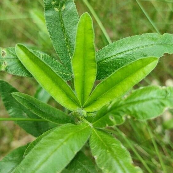 Trifolium alpestre Blatt