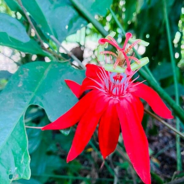 Passiflora vitifolia Fleur