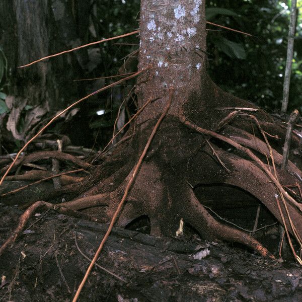 Cecropia sciadophylla Bark