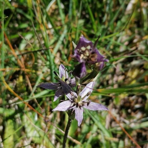 Swertia perennis Blüte