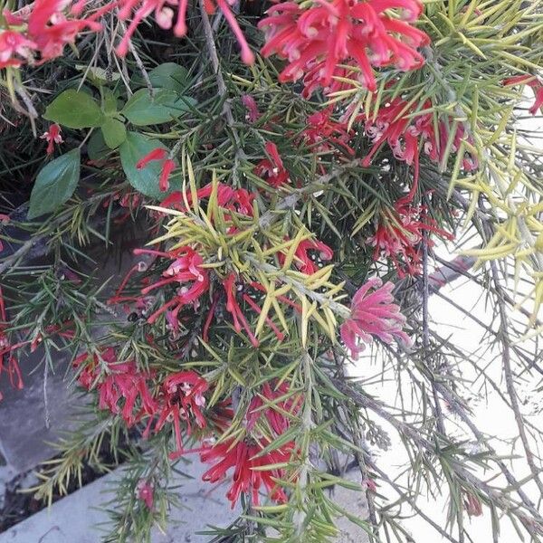 Grevillea rosmarinifolia 花