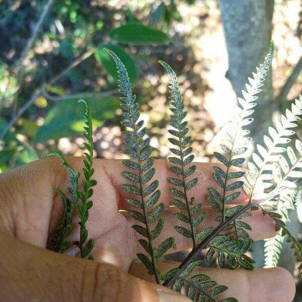 Pityrogramma calomelanos Leaf